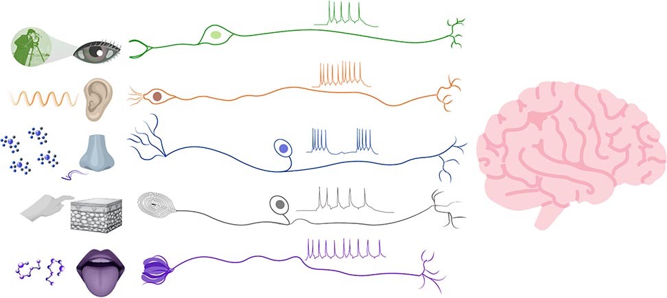 illustration of various aspects of neural engineering