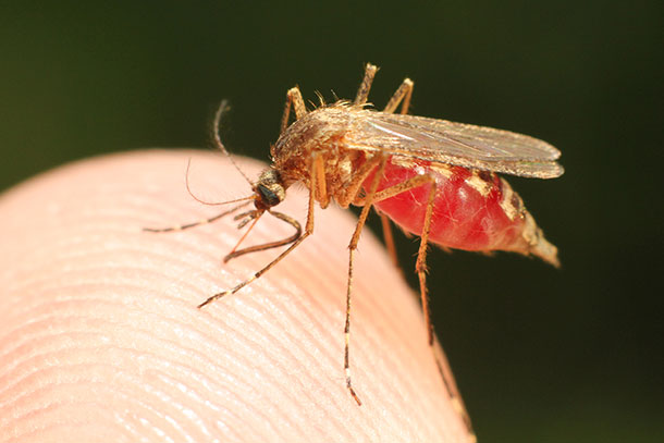 Penn State develops first-of-a-kind model to research post-malaria epilepsy