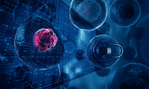 Living cells, regardless of the type, can be kept around for a long time and because they move constantly, can be photographed repeatedly to create new encryption keys. IMAGE: JENNIFER M. MCCANN / PENN STATE MRI