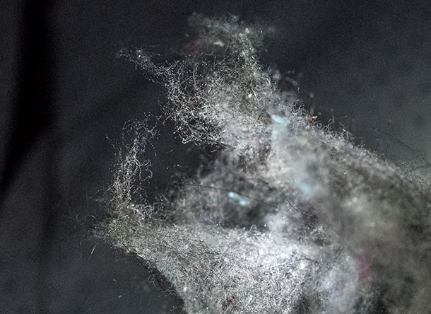 A close-up of synthetic and other fibers in lint. Image: Patrick Mansell/Penn State